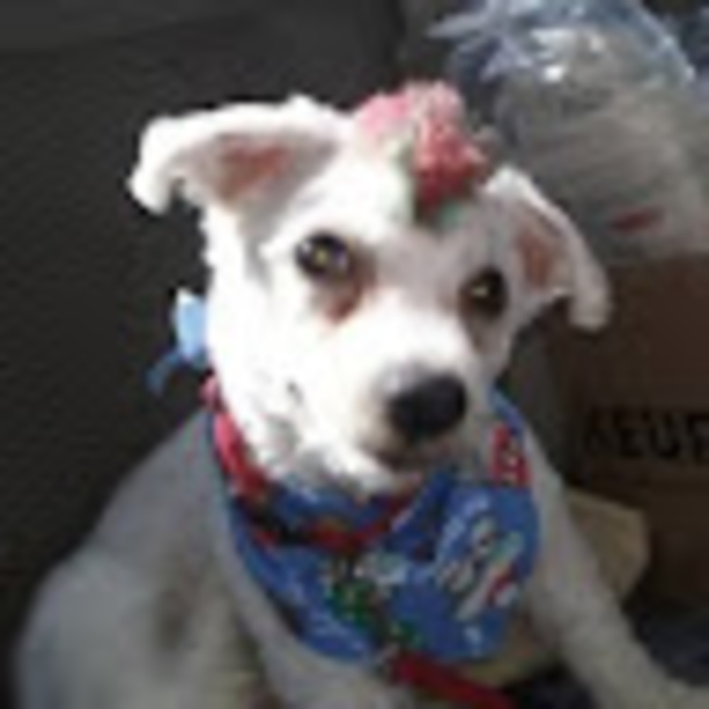 Meet your Posher, Trish